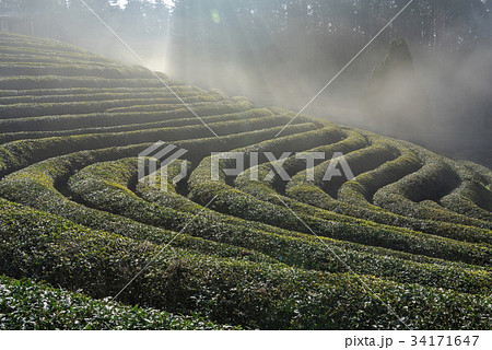 緑茶畑 の多元 全羅南道 34171647