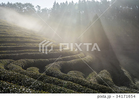 緑茶畑 田畑 の多元 34171654