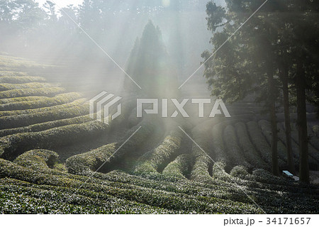 緑茶畑 の多元 霧 34171657