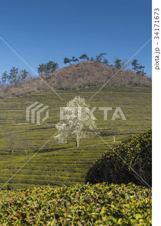 緑茶畑 の多元 景色 34171673