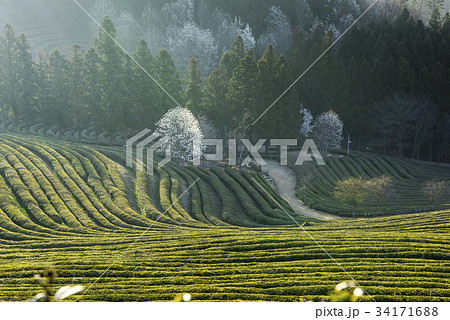 緑茶畑 の多元 景色 34171688
