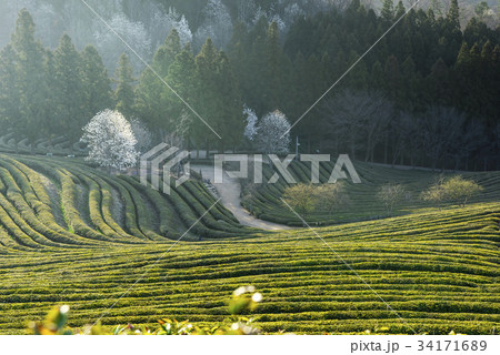 緑茶畑 の多元 森 34171689