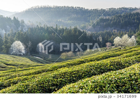 緑茶畑 の多元 森 34171699
