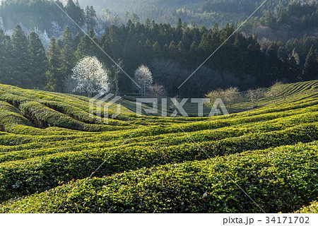 緑茶畑 の多元 景色 34171702