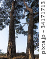 木 ローアングル 松 34171713