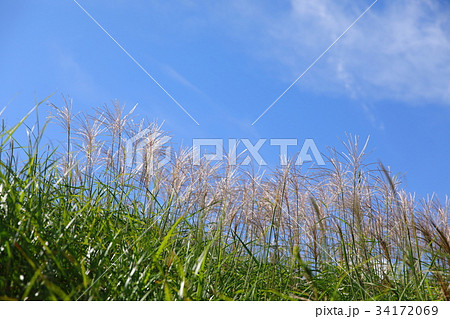 ススキ 34172069