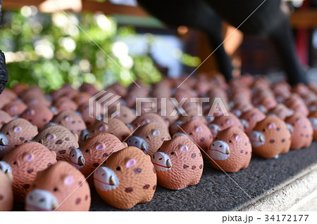 イノシシのおみくじ イノシシのおみくじ 34172177