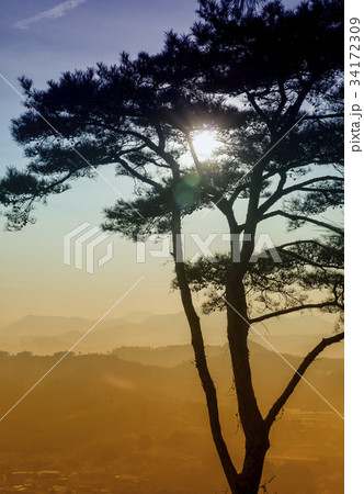 扶余郡 松 忠南 34172309