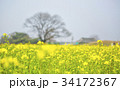 慶北 花 菜種 34172367