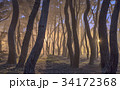 慶北 レース同行陵 松 34172368