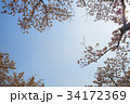 ローアングル 桜 自然 34172369