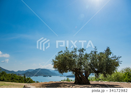 小豆島　樹齢千年のオリーヴ大樹　降り注ぐ朝の光 34172982