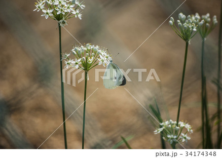 モンシロチョウ モンシロチョウ 34174348