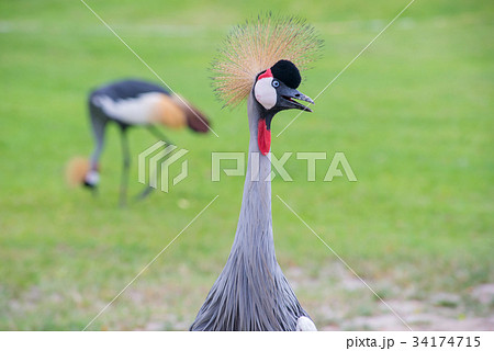 Crowned Crane birds with blue eye and red wattle  34174715