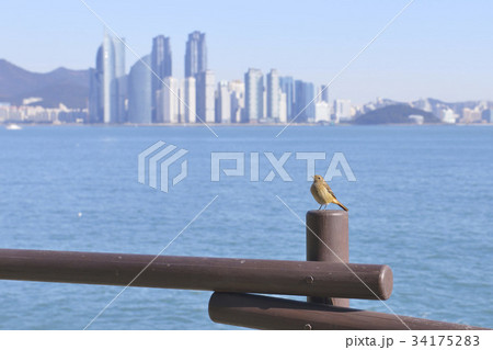 ジョウビタキ 釜山 風景 34175283