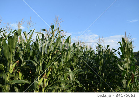 トウモロコシ畑　玉蜀黍畑　＃１ 34175663