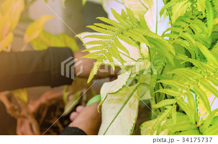 fern farm decoration fern farm decoration 34175737