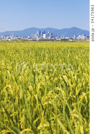 稲穂越しの仙台市街地028 34175963