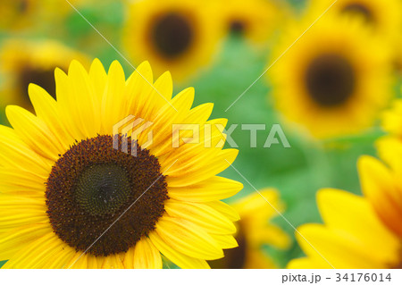 ひまわり 34176014