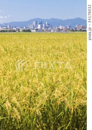 稲穂越しの仙台市街地044 34176032