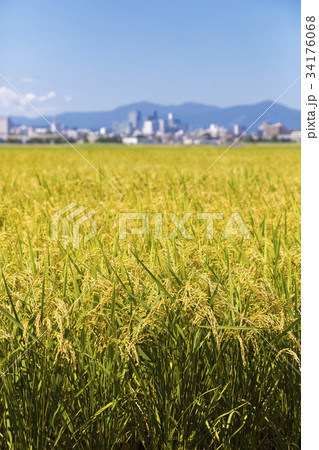 稲穂越しの仙台市街地065 稲穂越しの仙台市街地065 34176068