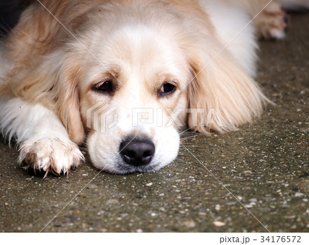 cute lovely white long hair young crossbreed dog cute lovely white long hair young crossbreed dog 34176572