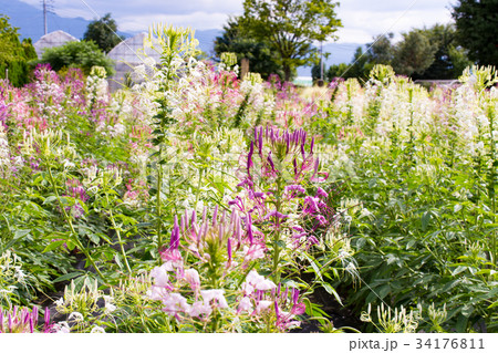 西洋風蝶草 西洋風蝶草 34176811