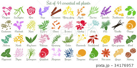 Big set of 44 essential oil plants. flat style 34176957