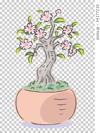 盆栽 桜 イラストのイラスト素材 盆栽 桜 イラストのイラスト素材