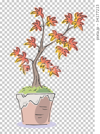 盆栽 紅葉 イラスト 盆栽 紅葉 イラスト 34177213