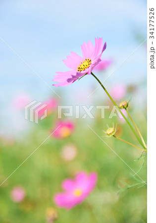 爽やかなコスモス 34177526