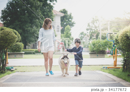mother and son walking with a siberian husky dog mother and son walking with a siberian husky dog 34177672