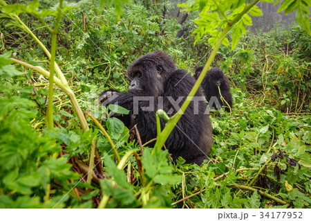 Mountain gorilla feeding in the forest Mountain gorilla feeding in the forest 34177952