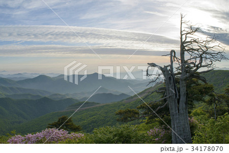 江原道 古木 山 34178070