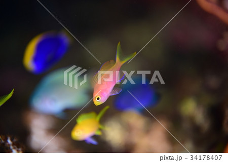 フチドリハナダイ 34178407