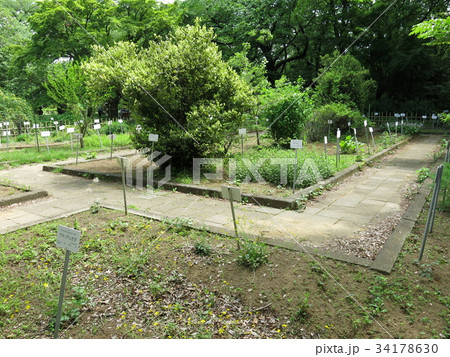 小石川植物園の薬園保存園 34178630