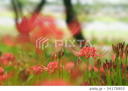 彼岸花 34178803