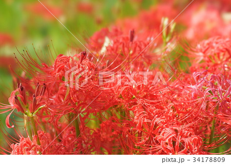 彼岸花 34178809