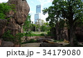 天王寺動物園から望むあべのハルカス 34179080
