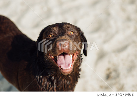 cheerful brown labrador sit through the sand 34179468
