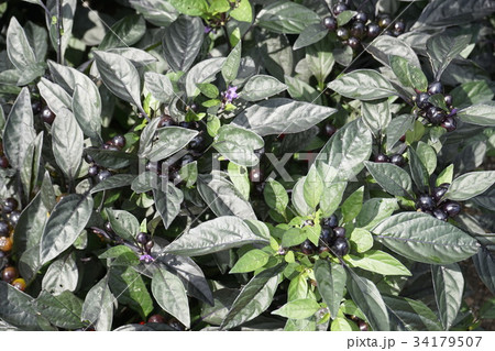 トンガラシ　実 34179507