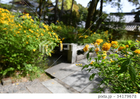 松尾大社の山吹 34179678