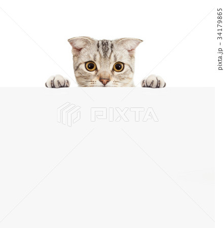 Pretty cat with empty board 34179865
