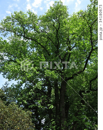 新緑が美しい小石川植物園のユリノキ 34180675