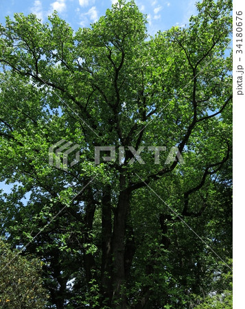 新緑が美しい小石川植物園のユリノキ 34180676