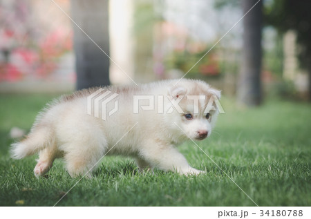 siberian husky puppy on green grass 34180788