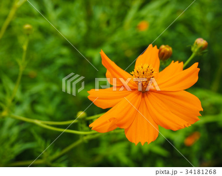 オレンジ色のコスモスの写真素材