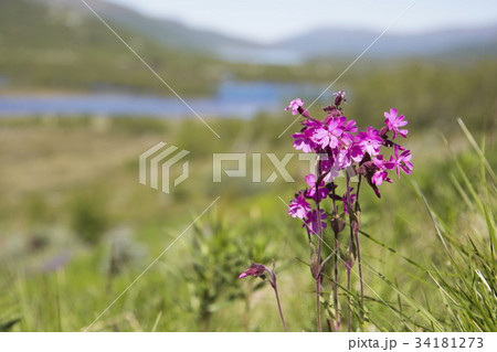 Wild flowers in Norway Wild flowers in Norway 34181273