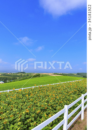 美瑛の風景 34181922