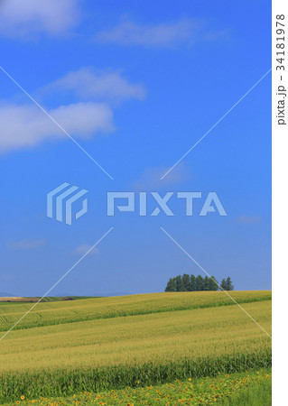 美瑛の風景 34181978